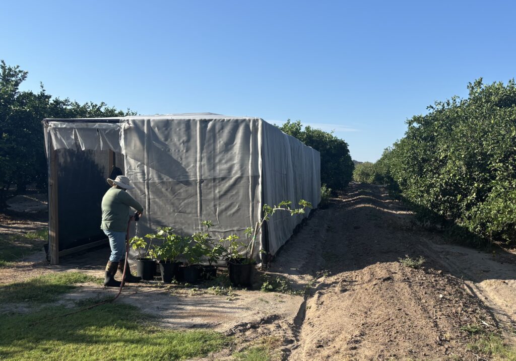 A man wearing a hat is working with citrus trees in an orchard under a blue sky.