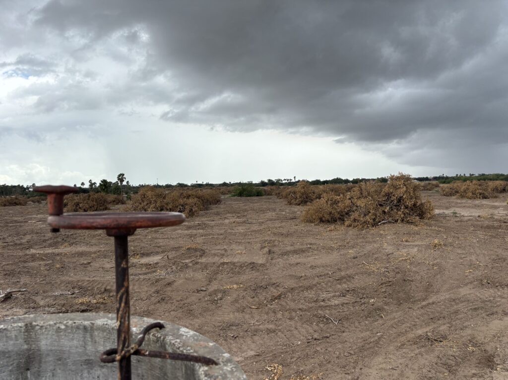 Rows of uprooted Citrus trees around the historic Shary Mansion in Palmhurst, Texas are stacked up in gnarled brown clumps in a barren looking field.