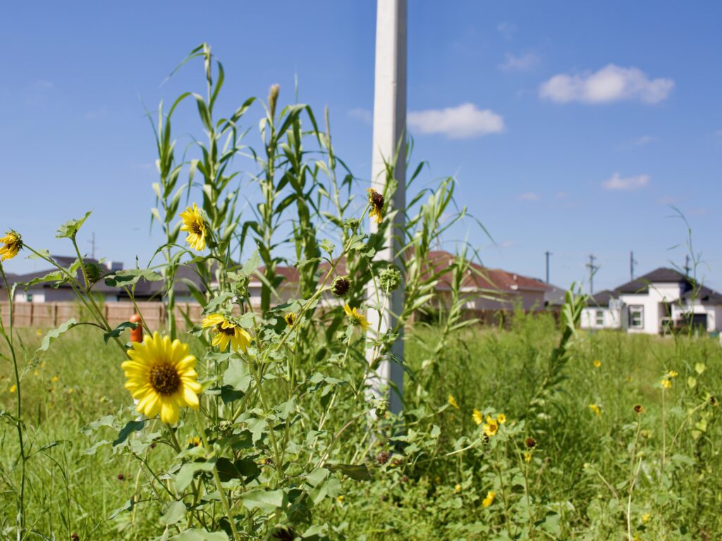 Sunflowers and corn sway in the breeze of a Brownsville subdivision.