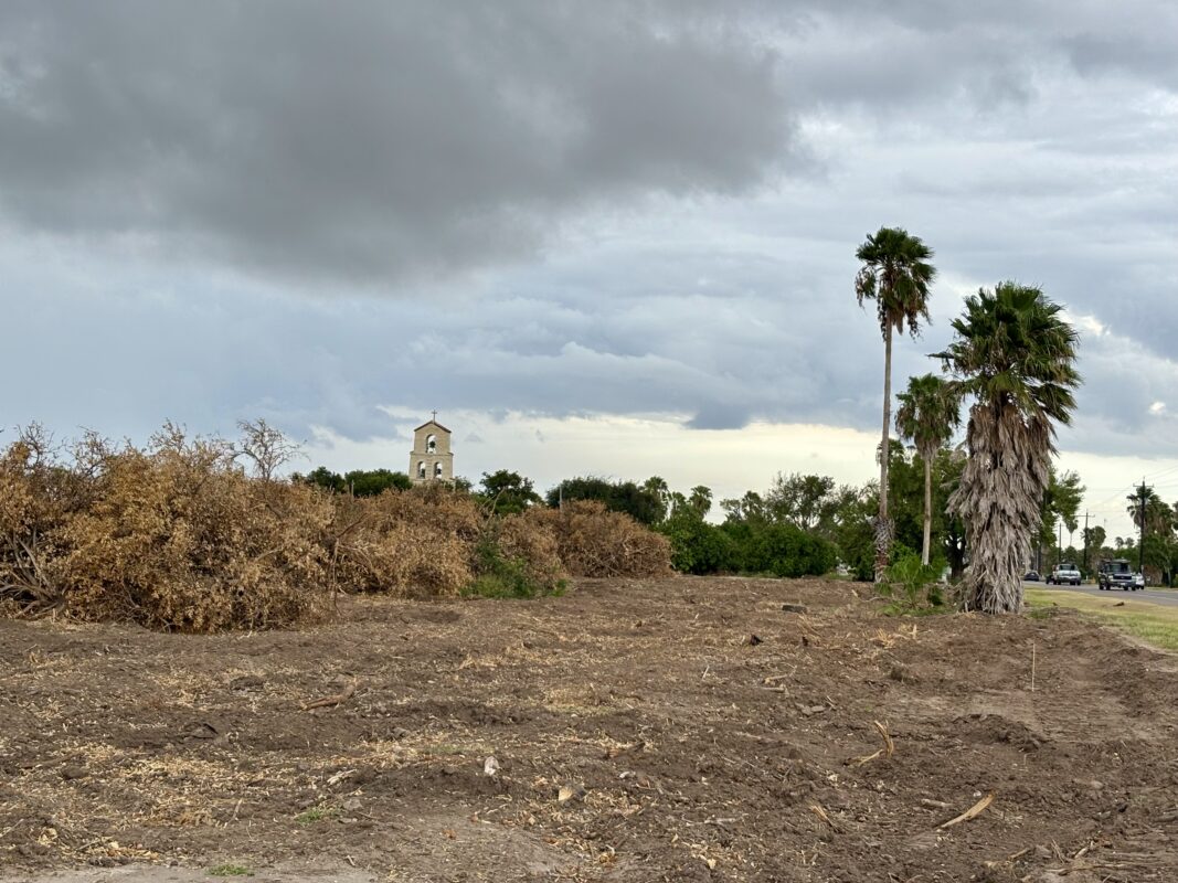 Legacy orchards near Shary Mansion wiped out