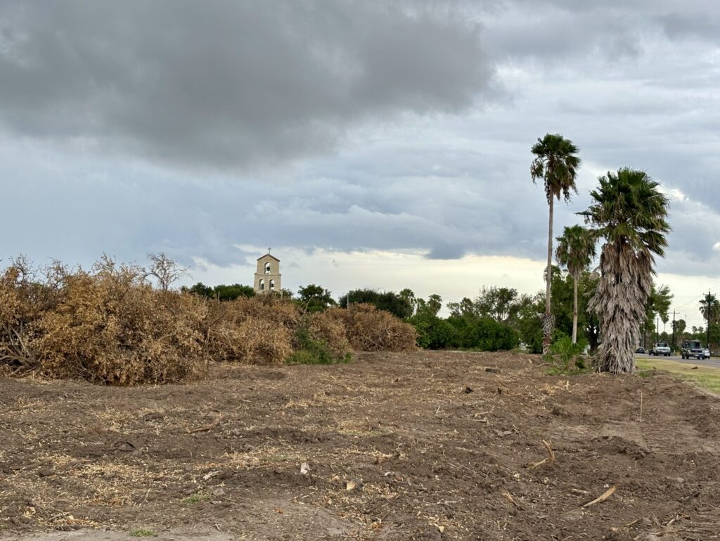 Los cítricos que rodean la histórica mansión Shary, en Palmhurst (Texas), se agrupan en matas retorcidas y marrones en un campo de aspecto árido. Al fondo se divisa el campanario de la capilla conmemorativa Shary. A la derecha, unas palmeras salpican una carretera muy transitada.