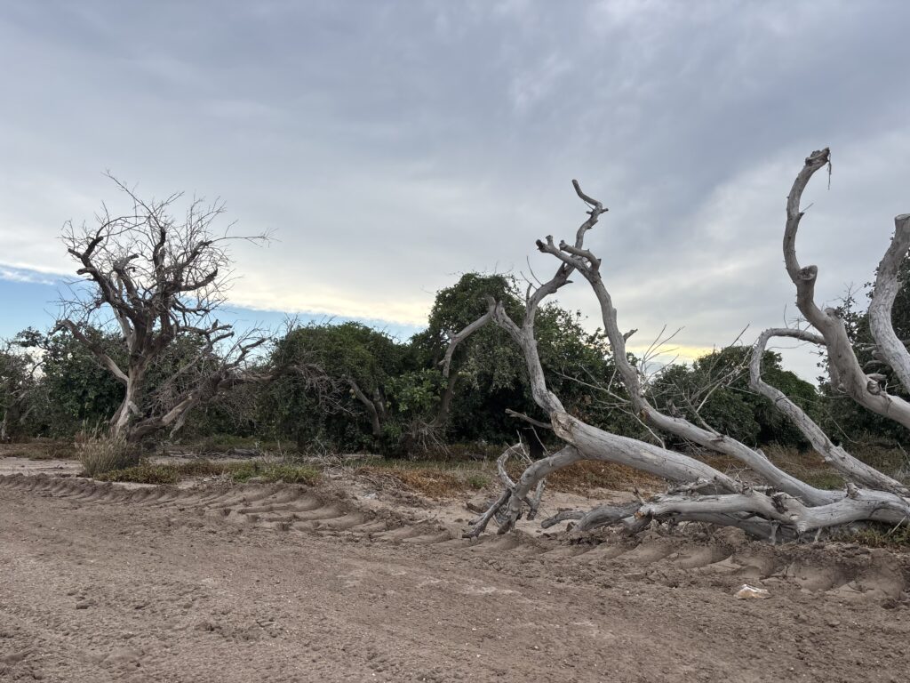 Dead citrus trees at the edge of an orchard in northern Edinburg on Aug. 19, 2025. Photo by Matt Wilson | Rio Grande Valley Business Journal