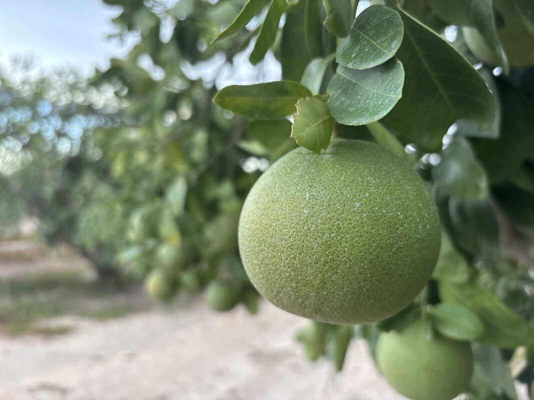 Rio Grande Valley citrus growers grapple with shrinking industry