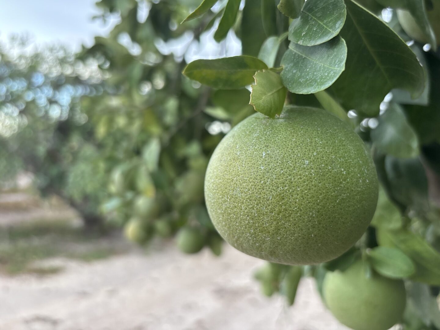 Rio Grande Valley citrus growers grapple with shrinking industry