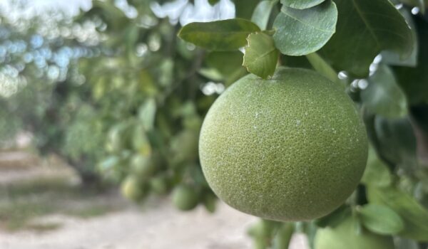 A close up of a citrus fruit an orchard in north Edinburg on Aug. 19.