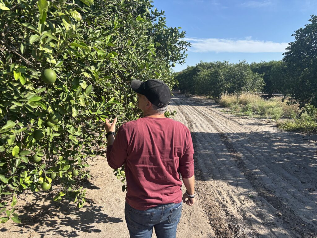 Brandon Thompson, a third-generation Hidalgo County citrus farmer, walking through one of his groves on Aug. 21, 2025.