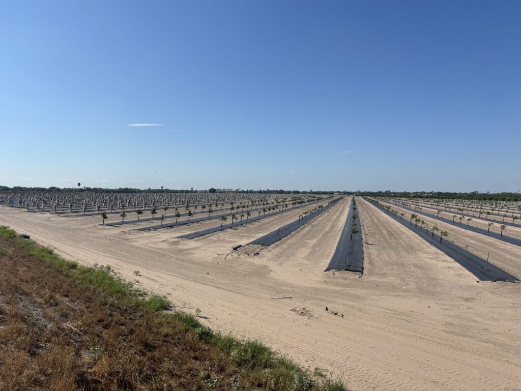 Brandon Thompson's orchard of newly planted citrus trees in Mission on Aug. 21, 2025. Photo by Matt Wilson | Rio Grande Valley Business Journal