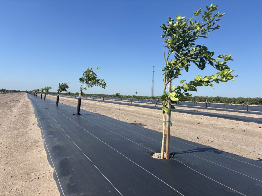 Immature citrus trees in Mission on Aug. 21, 2025. Photo by Matt Wilson | Rio Grande Valley Business Journal