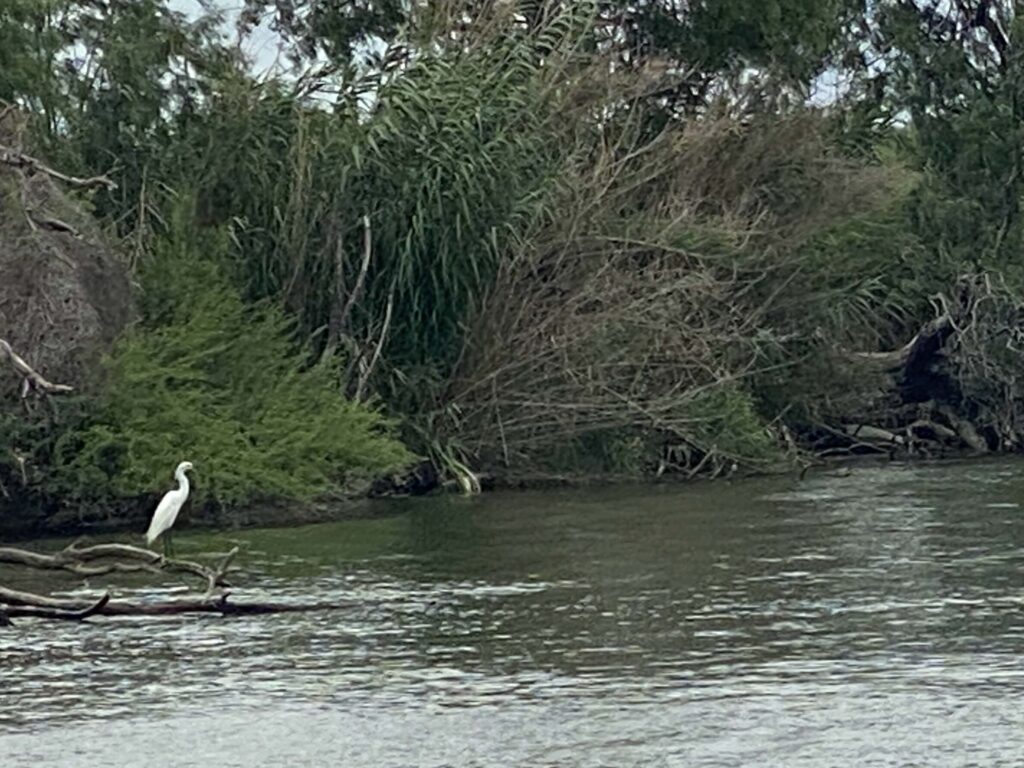 A white egret standing on a branch by the Rio Grande Riverbank in Mission, Texas, surrounded by dense green vegetation. Photo taken May 31, 2021.