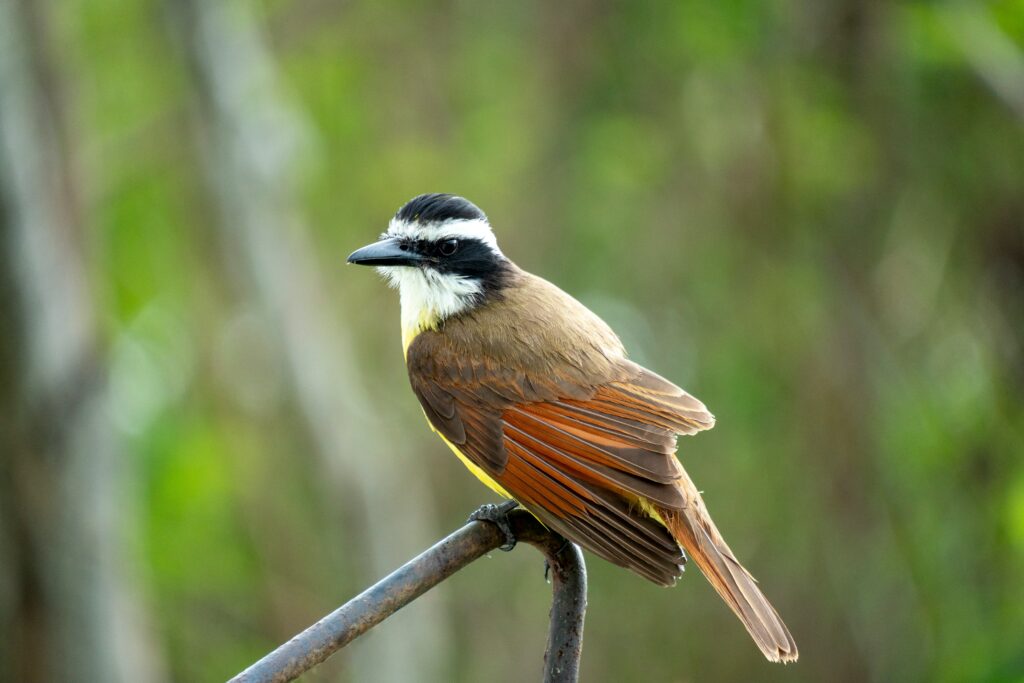 Great Kiskadee perched on a branch in brushland.