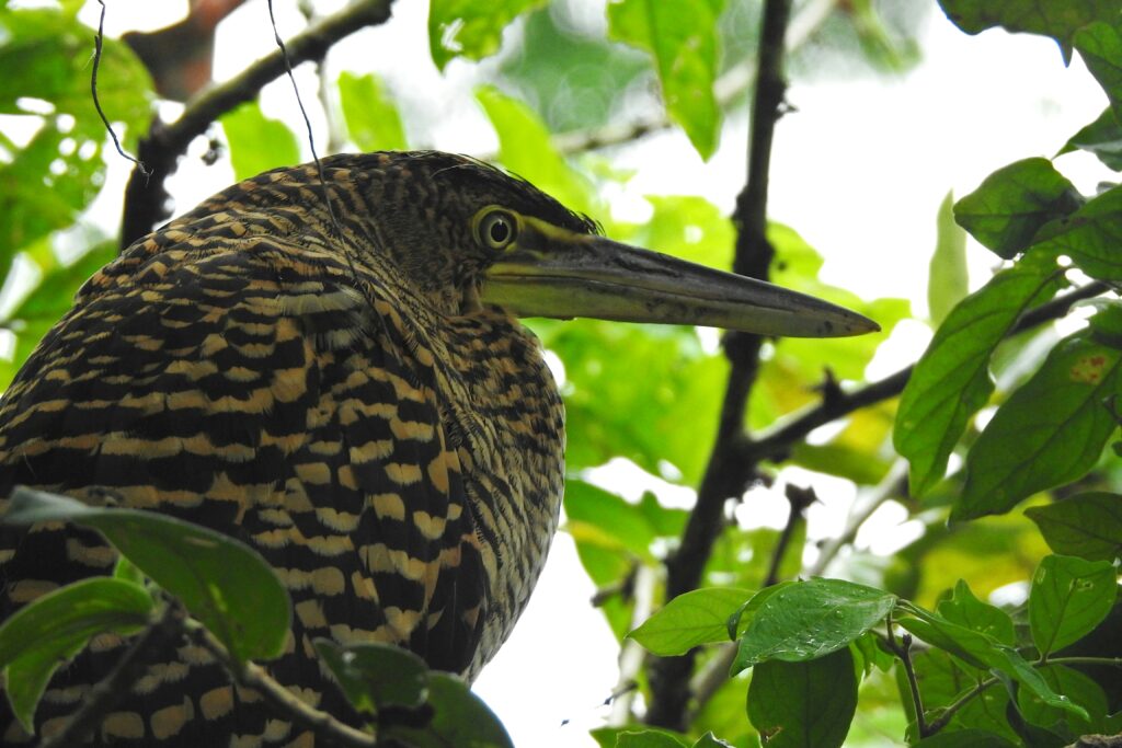 Close-up of Bare-throated Tiger-Heron among green foliage.