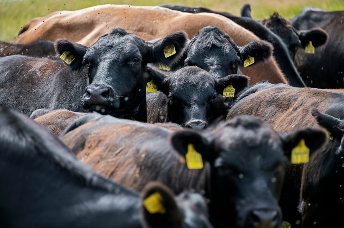 South Texas ranchers brace as flesh-eating screwworm advances toward border, threatening cattle herds