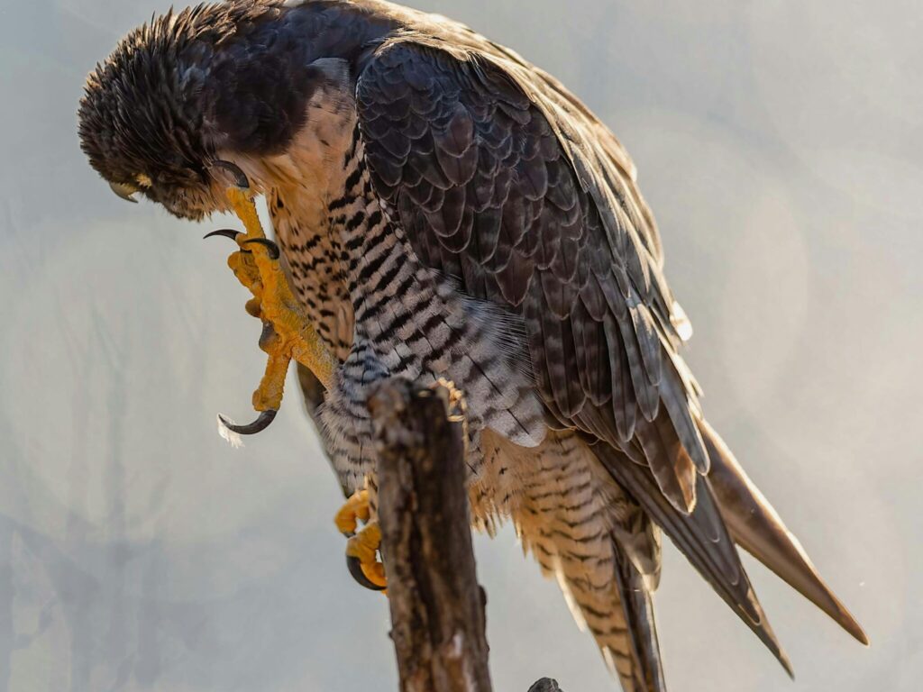 An Aplomado Falcon perched on a branch, preening its talons.
