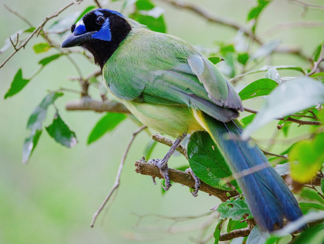 Birdwatching was a $463M industry in 2011. The Rio Grande Valley knows it’s even bigger now.