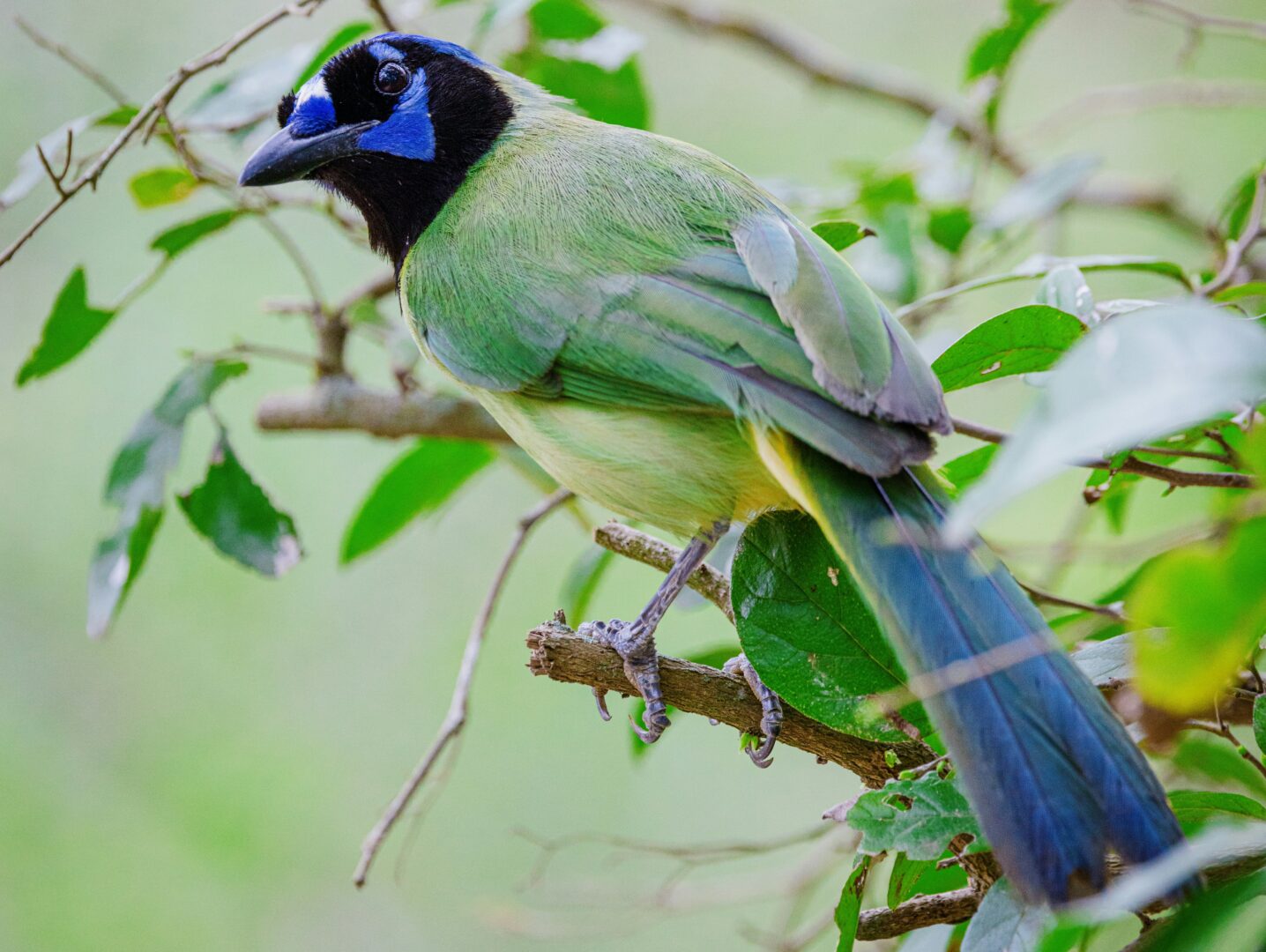 Birdwatching was a $463M industry in 2011. The Rio Grande Valley knows it’s even bigger now.