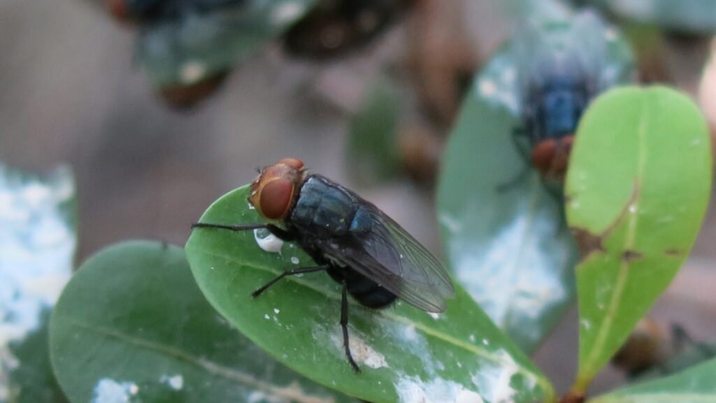 New World screwworm fly with red eyes resting on a green leaf.