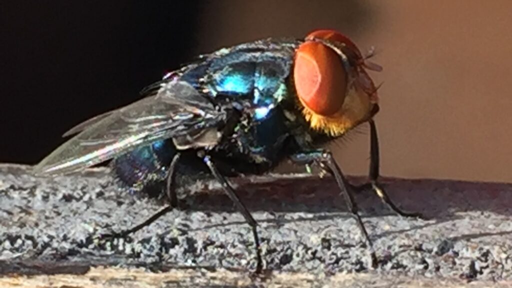 Close-up of a New World screwworm fly with red eyes and metallic blue body on a branch.