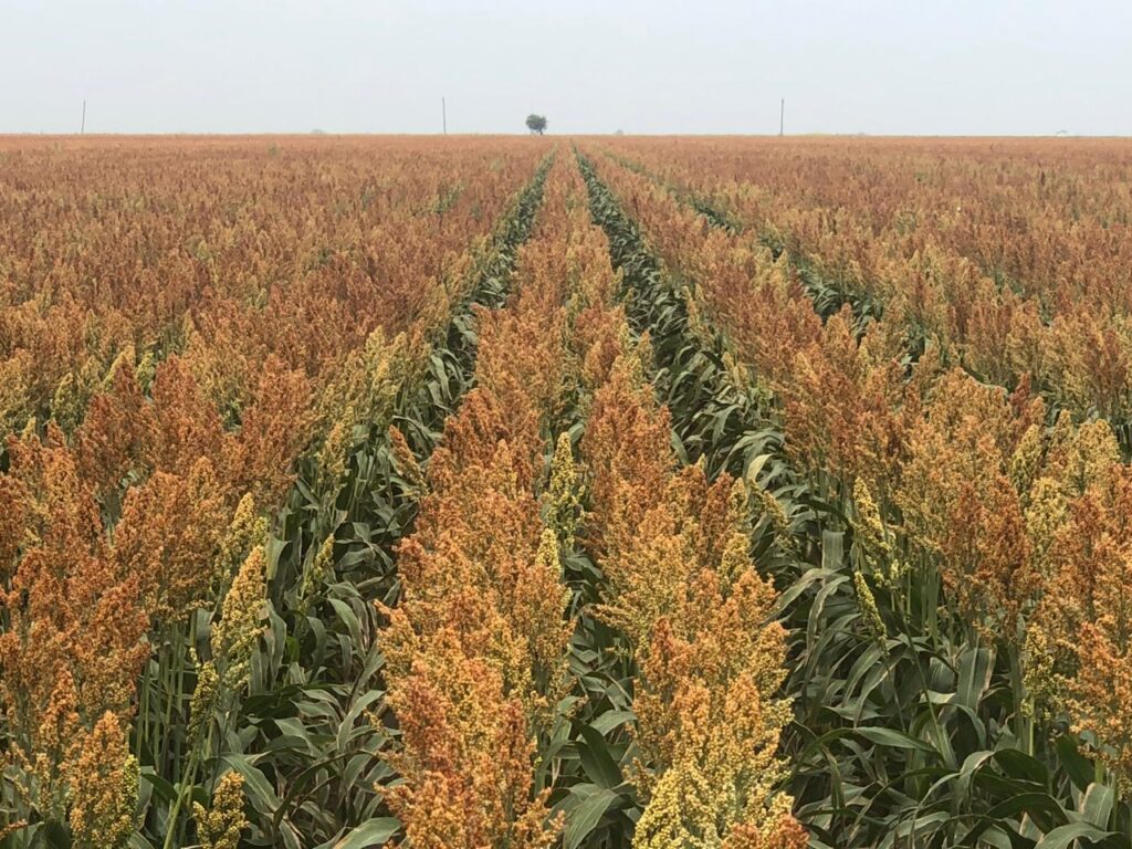 Wide view of sorghum fields in northern Tamaulipas during harvest season.