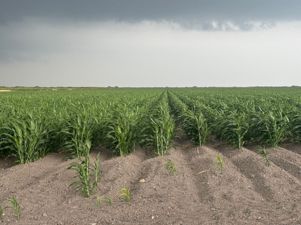 Rows of young green sorghum plants stretch across a field beneath an overcast sky.