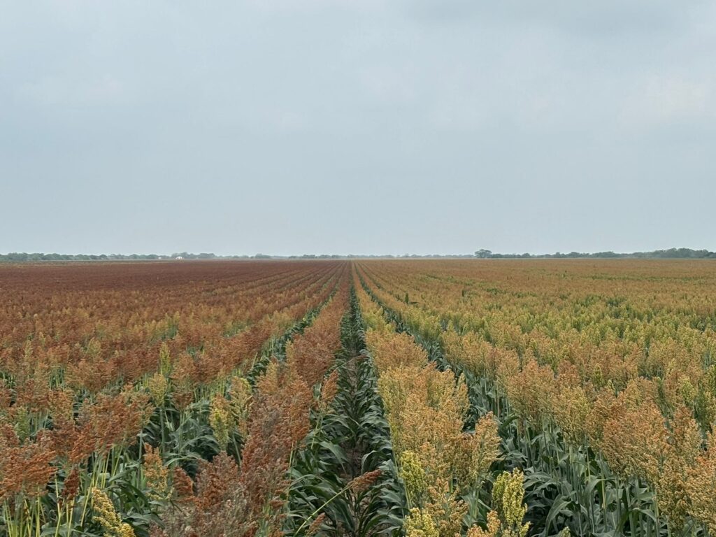 Wide view of sorghum fields showing two different color stages under gray skies.