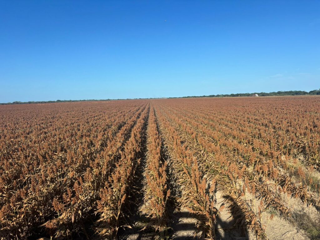 Rows of dried sorghum plants stretch to the horizon under a bright blue sky.