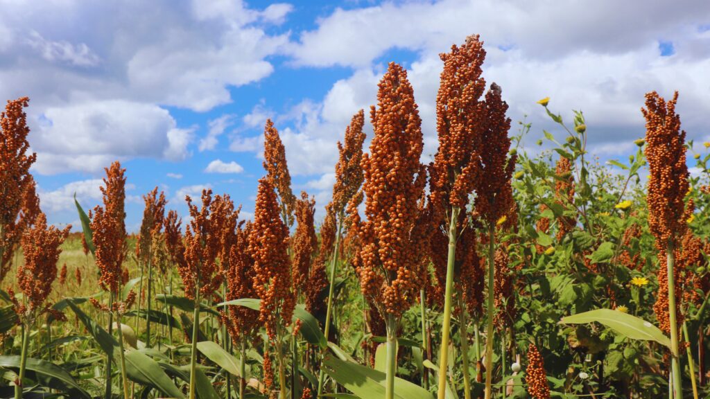 Sorghum plants growing in a field under a partly cloudy sky in northern Tamaulipas.