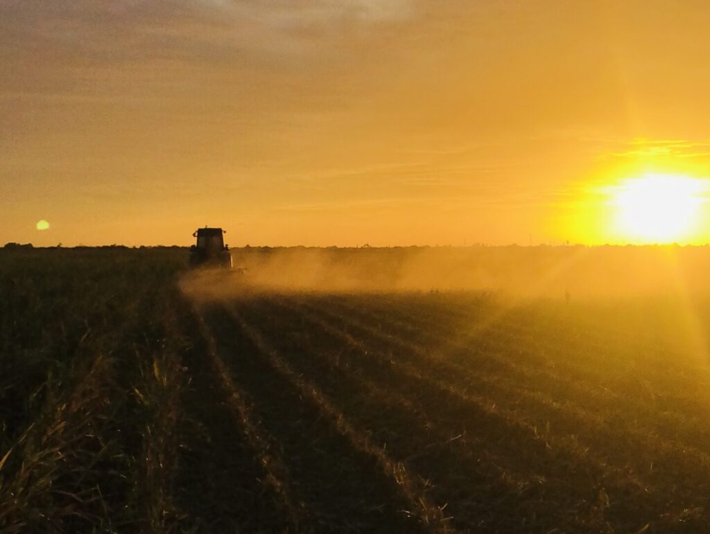 A tractor drives through a sorghum field at sunset in northern Tamaulipas, kicking up dust as the sun sets over the horizon.