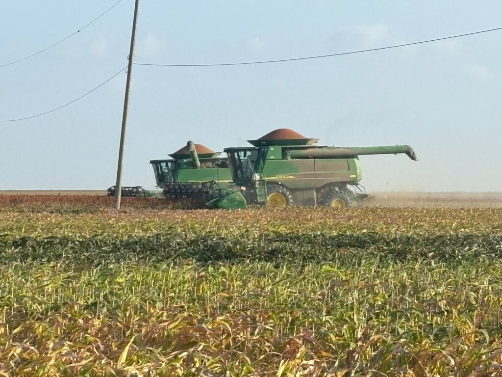 Two combine harvesters collect sorghum grain in a field.