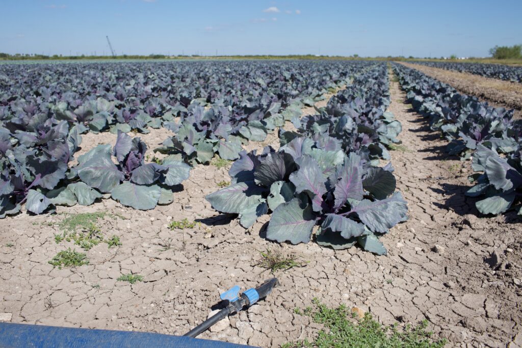 Cabbage grows on an organic farm along the side of a road near San Juan, Texas.