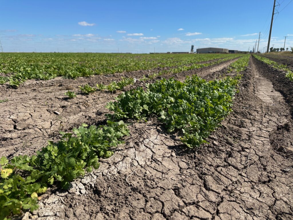 Vegetables growing in a field.