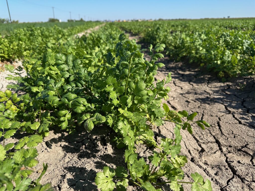 Cilantro plants growing in cracked, sunbaked soil on a farm in San Juan, Texas, captured by Kristen Mosbrucker-Garza. The image highlights how agriculture accounts for most water use in the Rio Grande Valley.