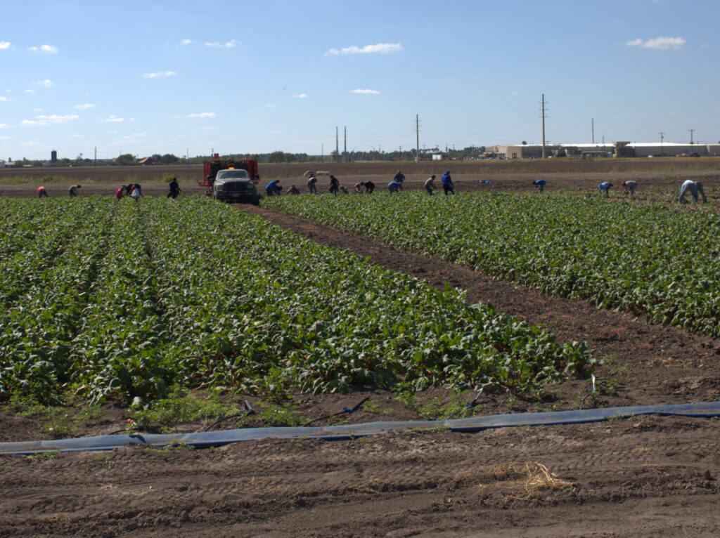 Farmworkers harvest beets in South Texas