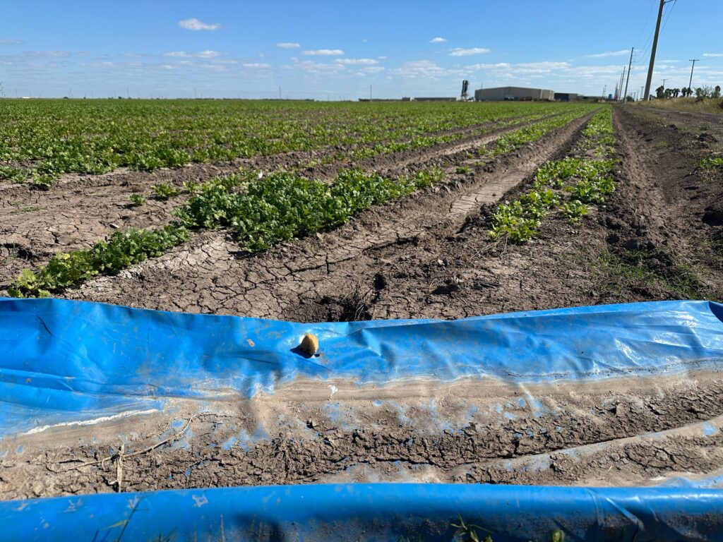 Dry farmland with visible cracks in the soil and a blue irrigation line running through the field in Hidalgo County, Texas.