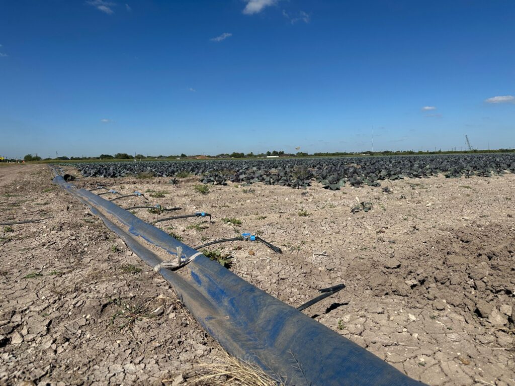 Blue drip irrigation lines laid across a dry farm field with rows of crops in the distance under a clear sky.