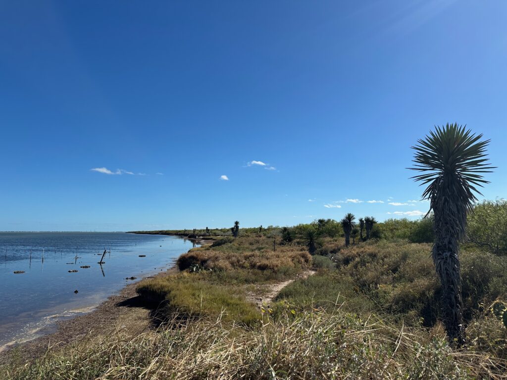 View of Holly Beach with coastal vegetation and palm-like yucca plants along the Laguna Madre shoreline under a clear blue sky.