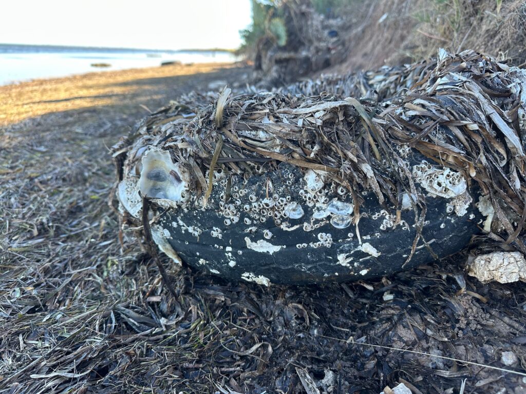 Close-up of a barnacle-covered object tangled in seaweed on the shoreline at Holly Beach, across the Laguna Madre from South Padre Island.