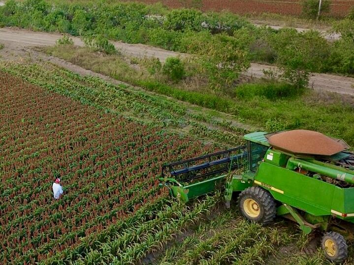 Part 1 of 3: Sorghum collapse deepens as Tamaulipas farmers join national blockades over rising costs and lost support