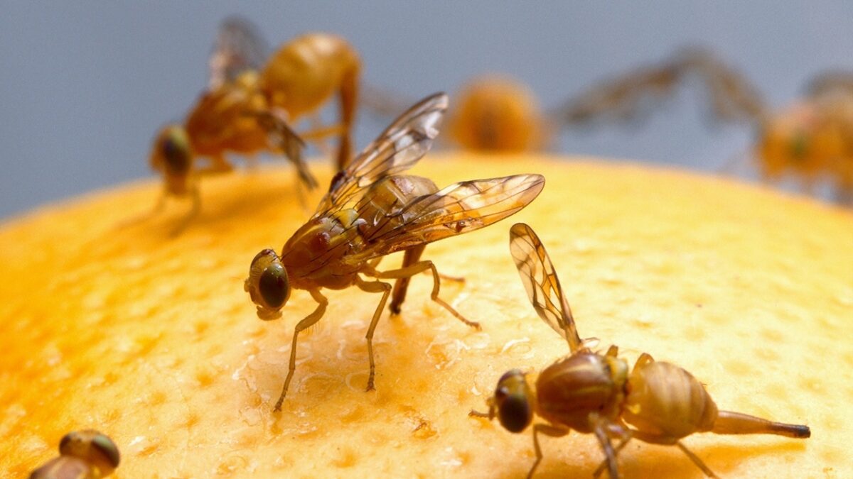 Over 1,200 acres of Rio Grande Valley citrus placed under new fruit fly quarantines