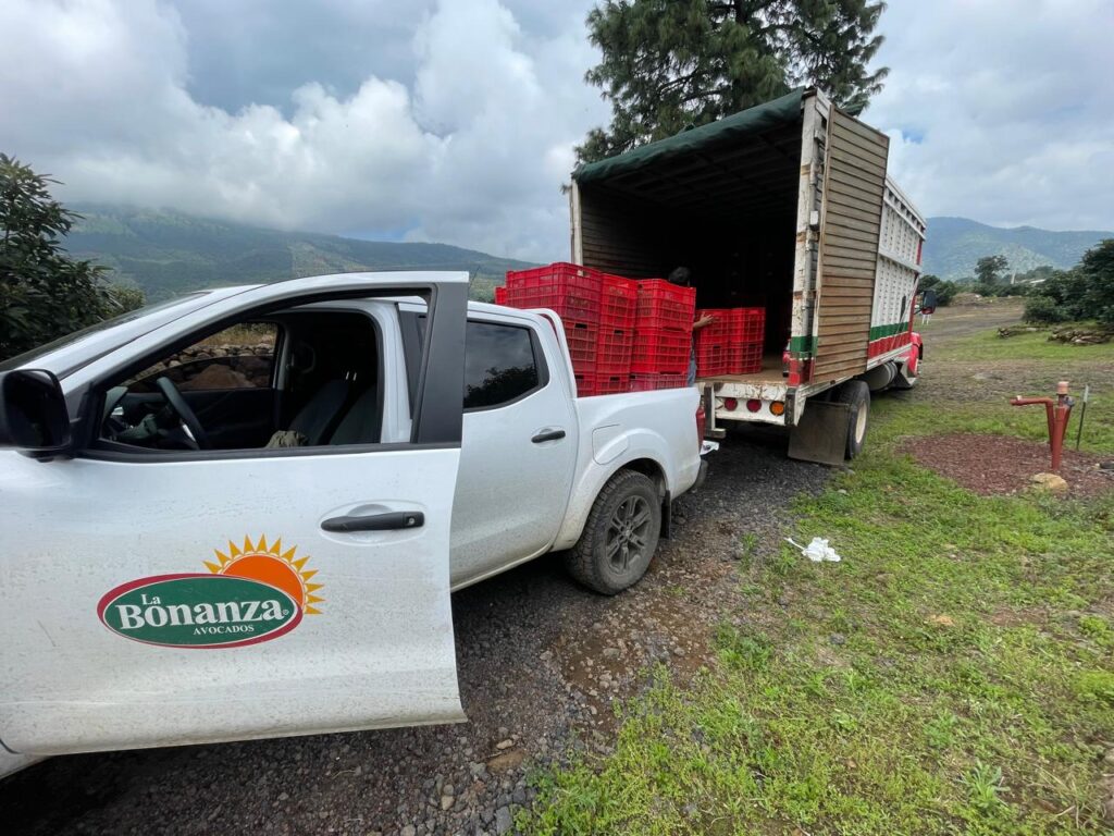 Una camioneta y un camión de carga más grande están aparcados junto a pilas de cajas de plástico rojas llenas de aguacates en un huerto rural.