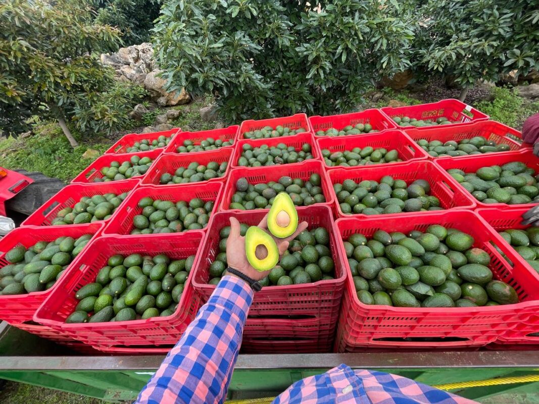 USDA avocado inspection halt threatens major trade flow through Pharr