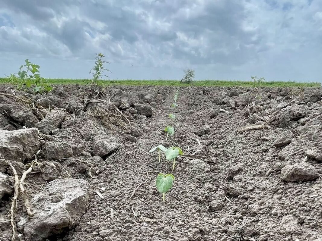Mexico’s water debt to the U.S. is leaving farmers in northern Tamaulipas high and dry