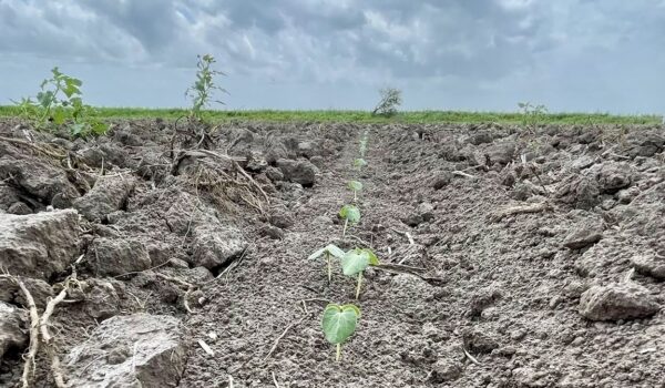 Small green seedlings growing in dry, cracked soil under cloudy skies in northern Tamaulipas, where farmers depend entirely on rainfall due to irrigation shortages.