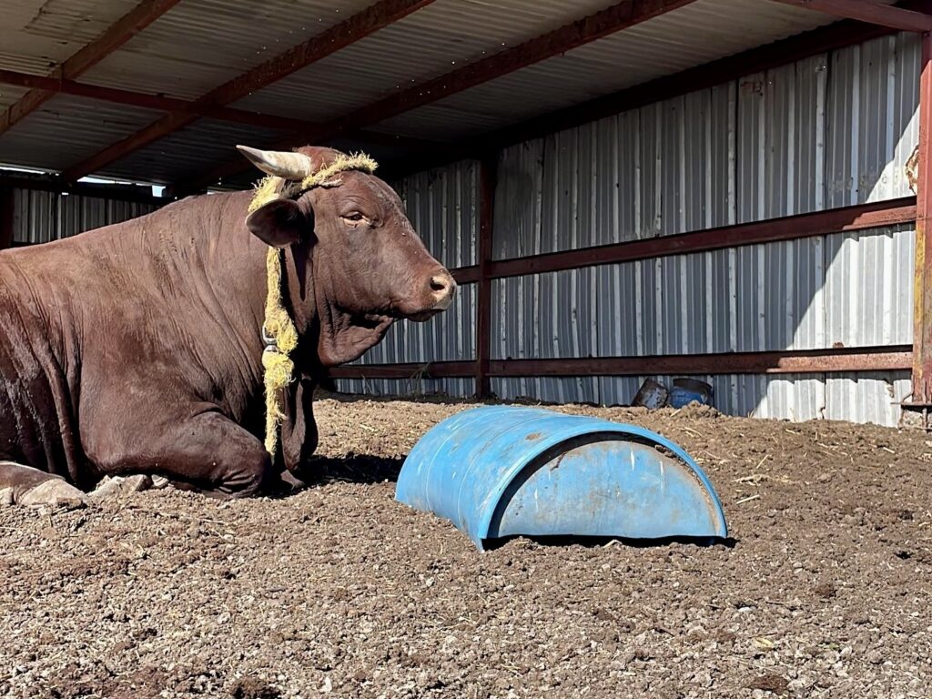 Un gran toro marrón tumbado en el suelo seco dentro de un corral con techo metálico.