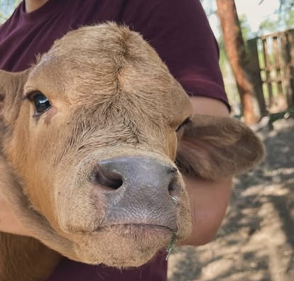 Un ternero en un rancho del norte de Tamaulipas.