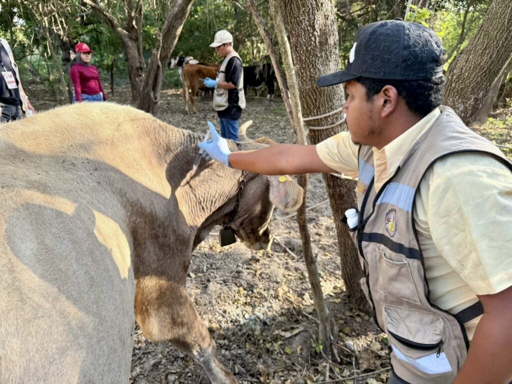 Livestock health workers inspect cattle during a sanitary monitoring visit in Tamaulipas.