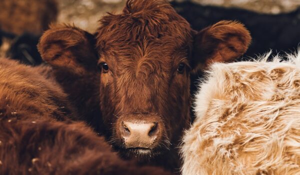 A close-up photograph of a brown cow looking directly at the camera while standing shoulder-to-shoulder with other cattle in a crowded herd.
