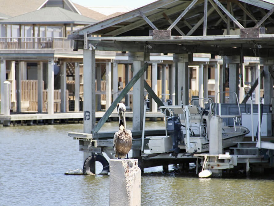 Brown pelican standing on a post near a covered dock with boats and stilted waterfront homes in the background at Port Mansfield.