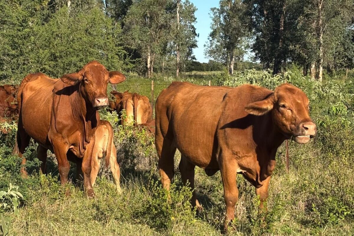 Tamaulipas ranchers brace for screwworm risk amid drought and export shutdown