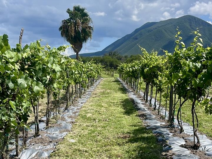 Hileras rectas de parras atraviesan un viñedo con una palmera y las montañas al fondo.