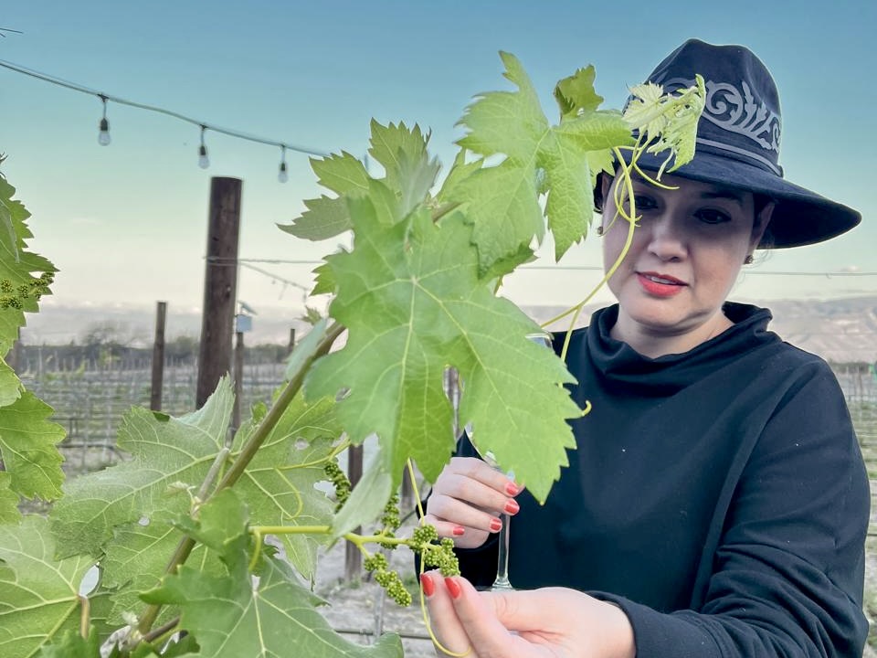 Una mujer con sombrero sostiene un racimo de uvas jóvenes en una vid, en un viñedo al atardecer.